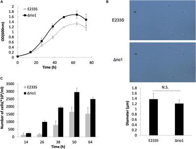 Phosphoproteomic Analysis Reveals Rio1-Related Protein Phosphorylation Changes in Response to UV Irradiation in Sulfolobus islandicus REY15A